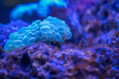 A close-up of a microorganism, with vibrant blue and purple colors