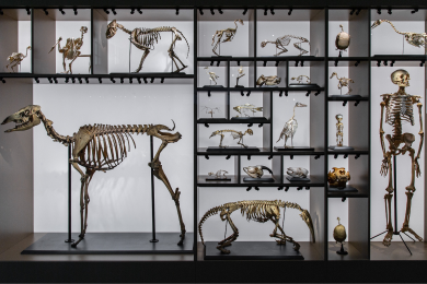 The skeleton of a human and many different animals situated on shelves
